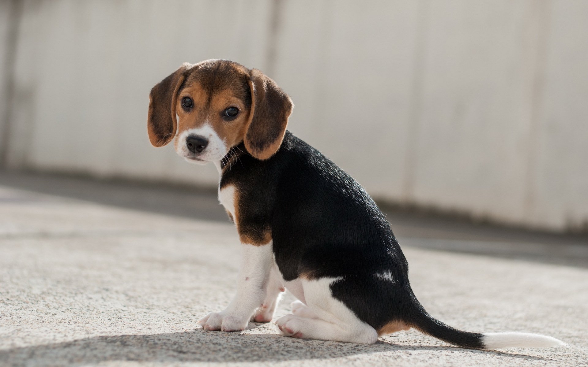 hund blick freund beagle