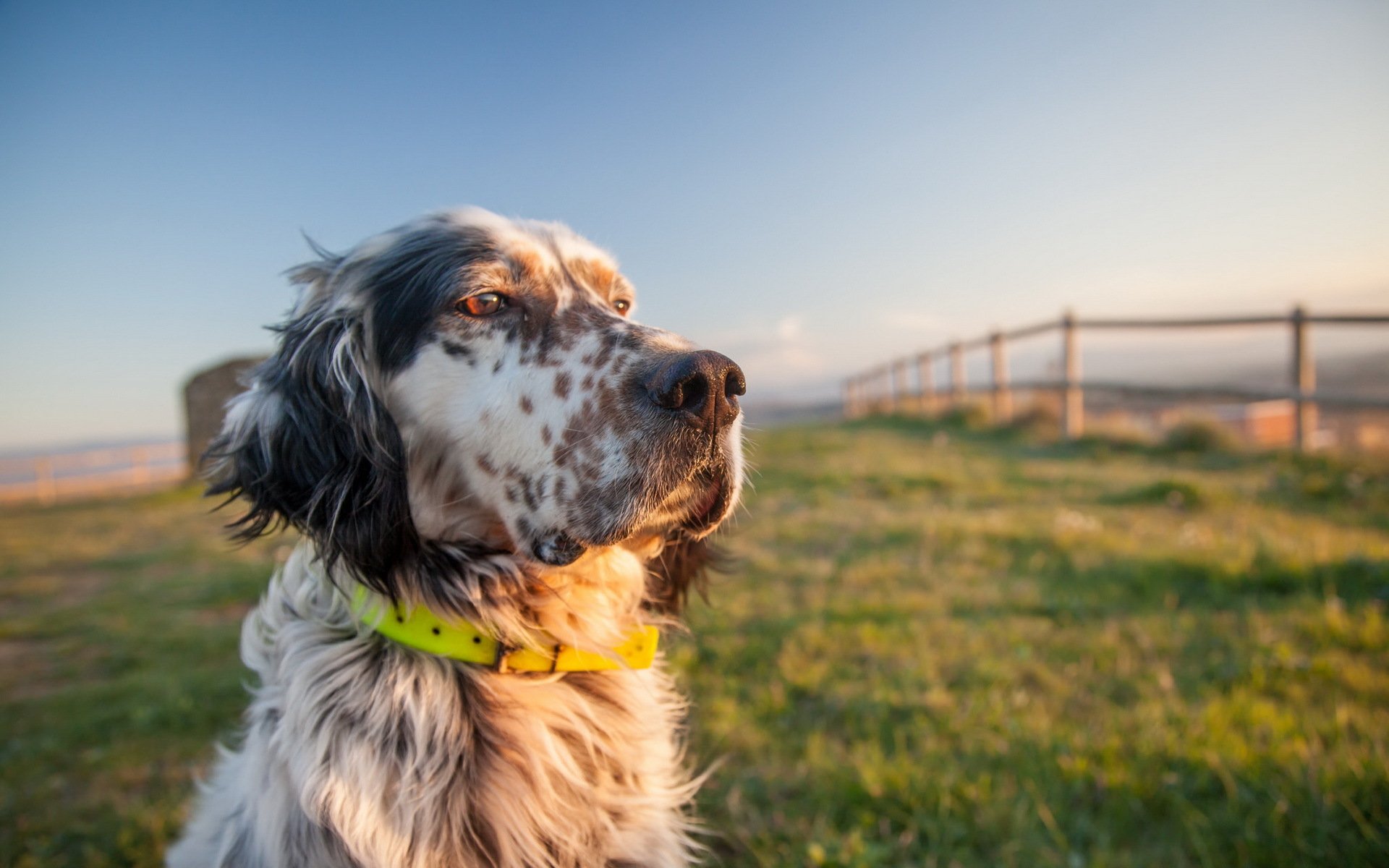 hund blick freund