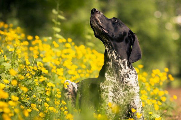 Ein Genusshund. Ein Ausflug
