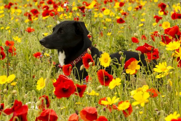 Hund auf der Mohnwiese