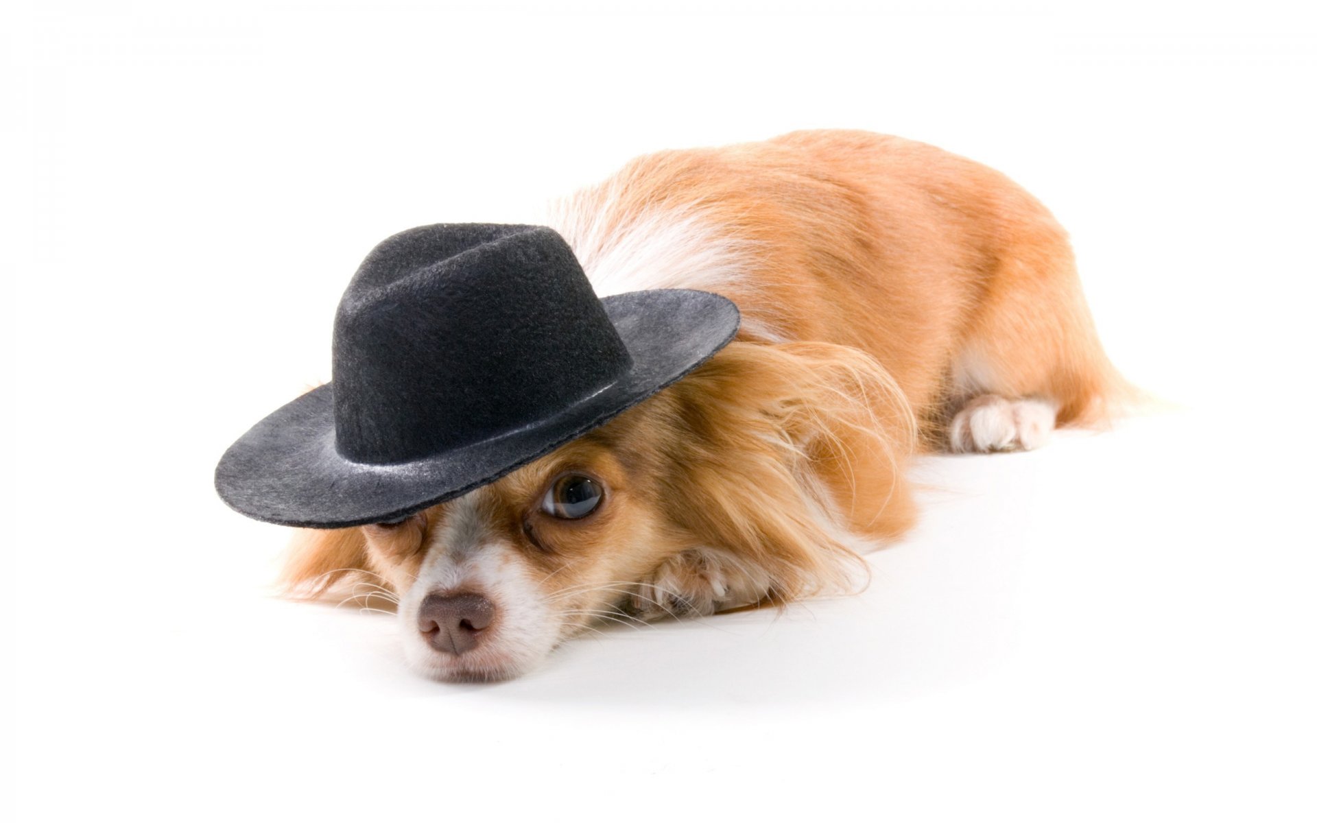 hund rotschopf hut weißer hintergrund