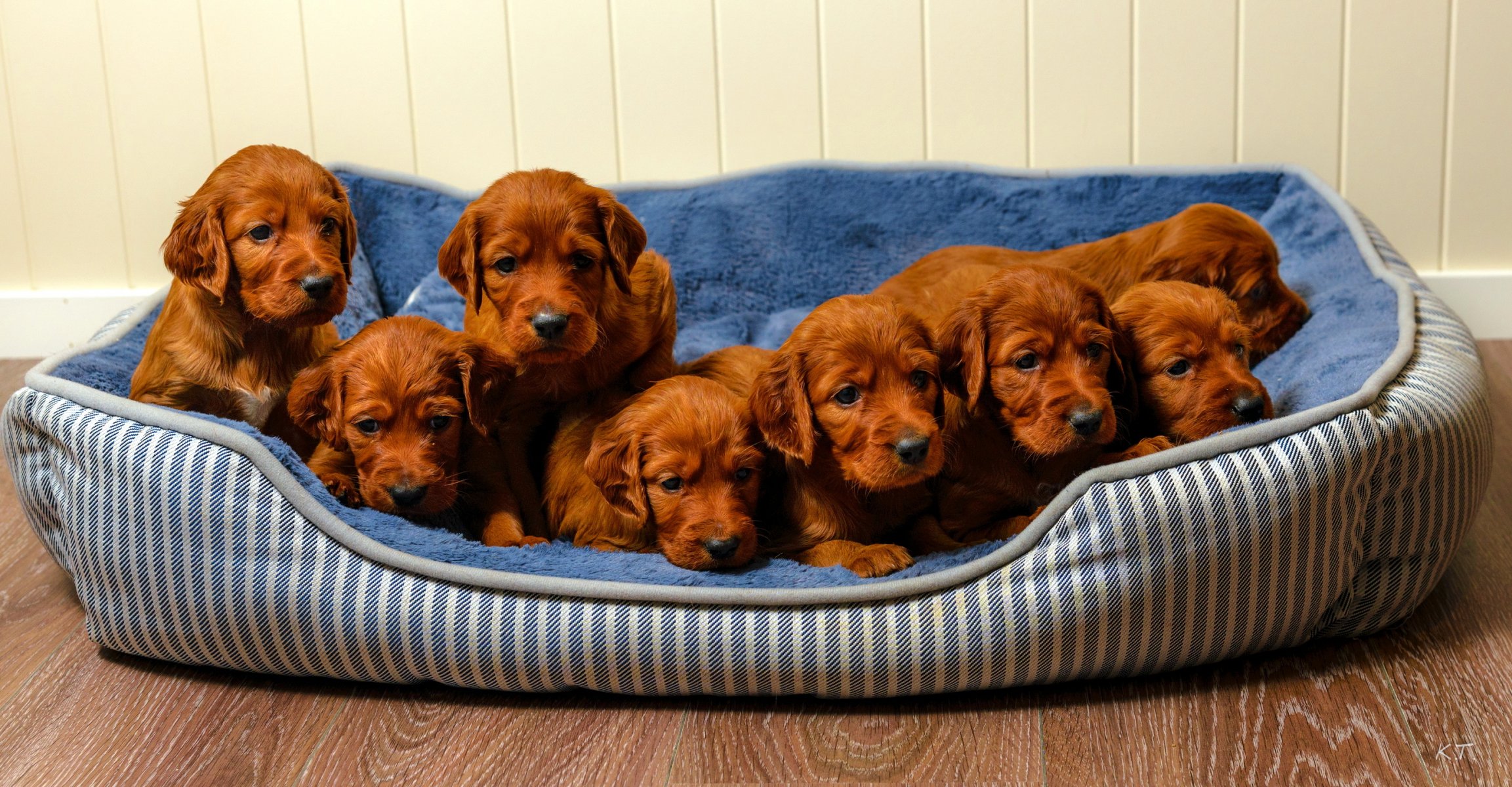 hunde welpen haus