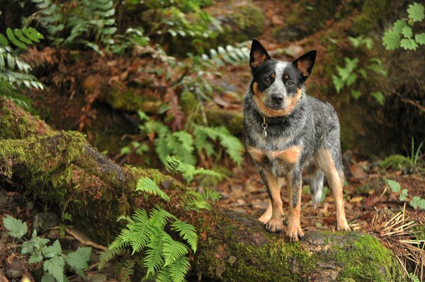 Ein engagierter Wachmann. Hund im Wald