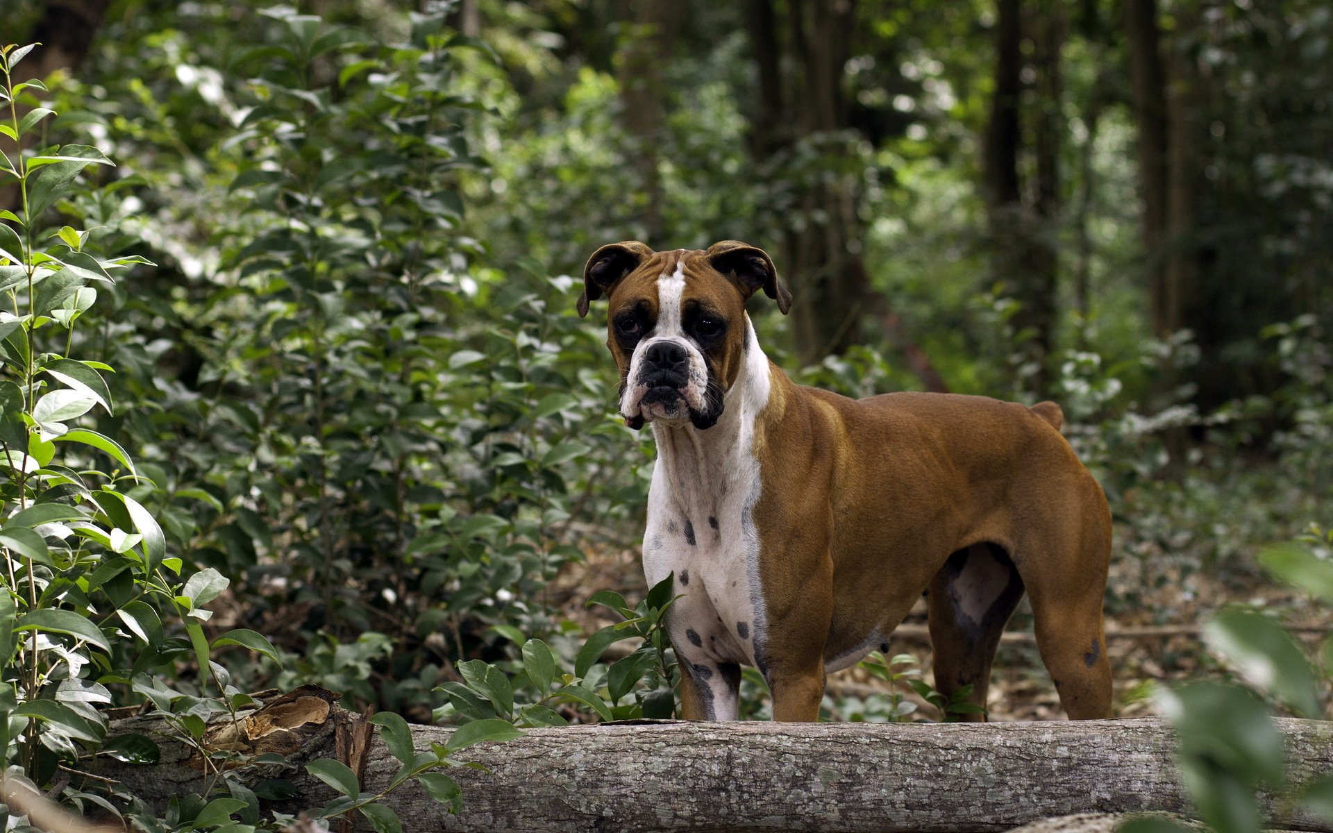 hund blick wald