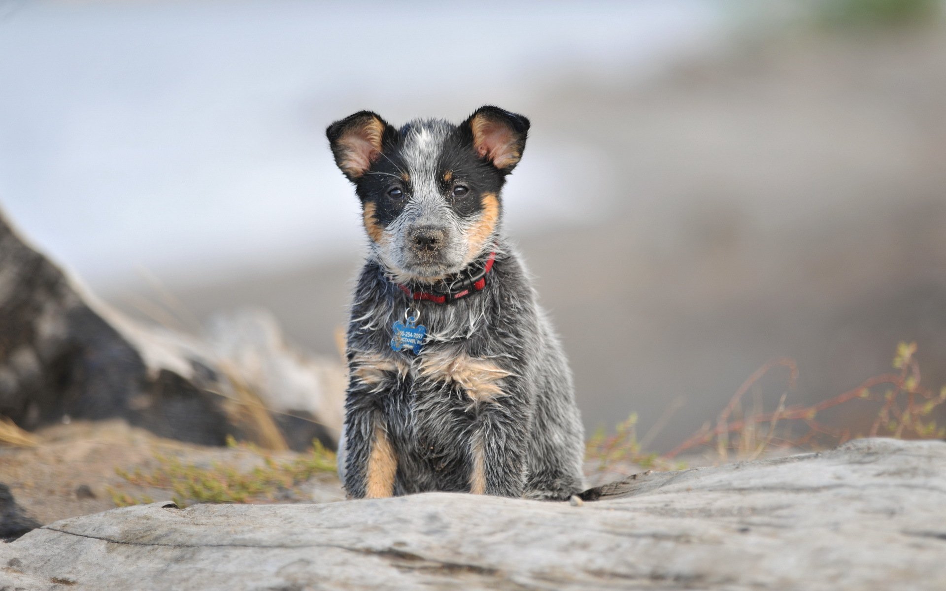 hund blick freund hintergrund