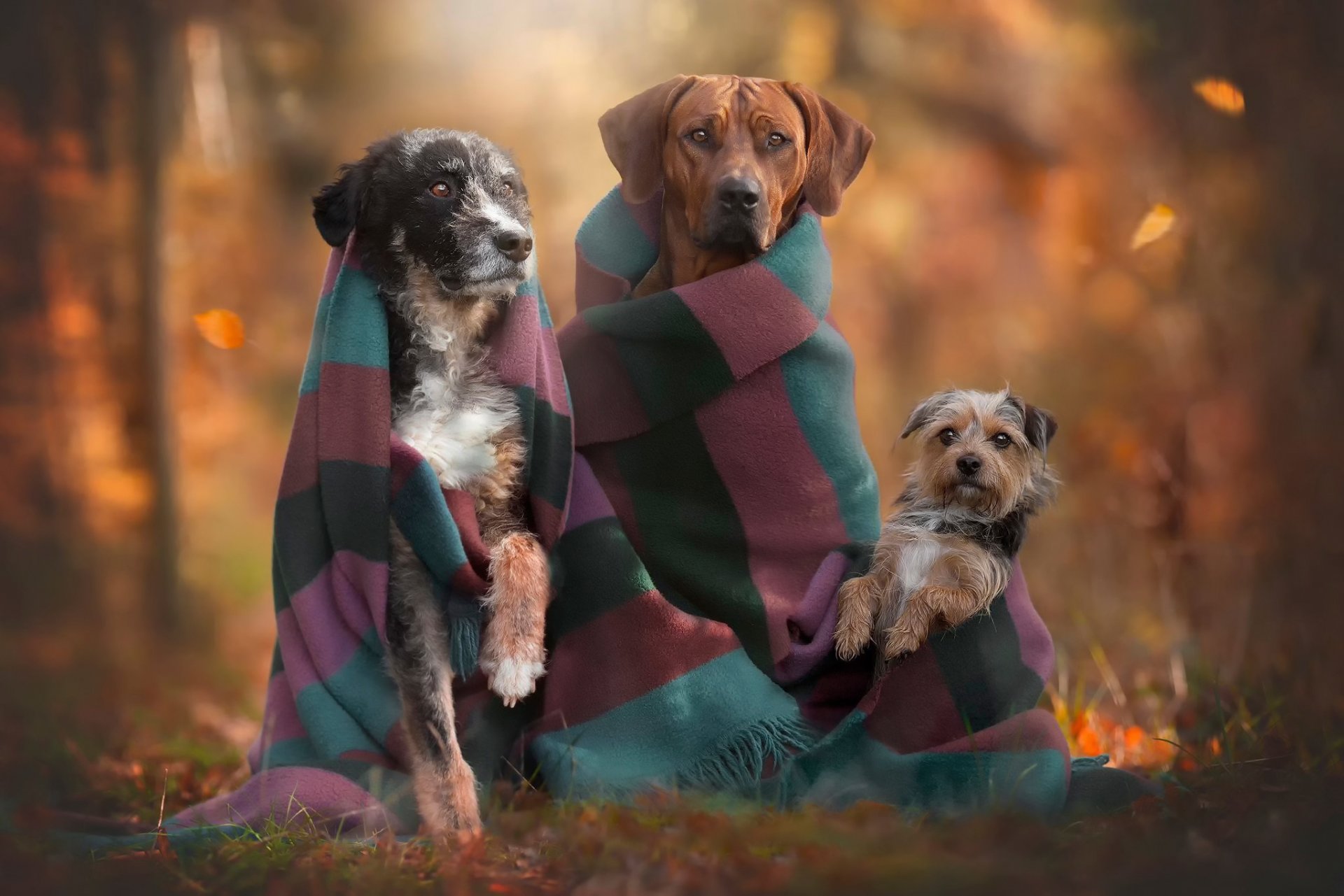 freunde trio herbst hunde