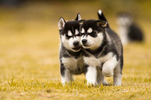 Süße Husky-Welpen, Husky auf dem Rasen