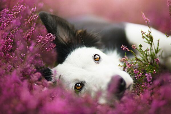 Der Blick eines guten, treuen Hundes