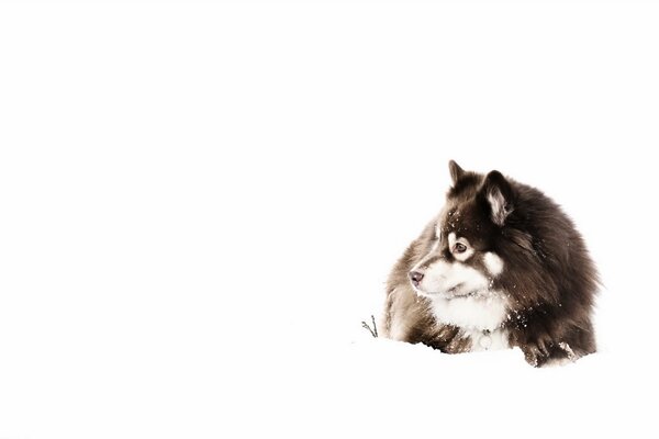 Der Husky liegt im Schnee und wartet auf den Besitzer