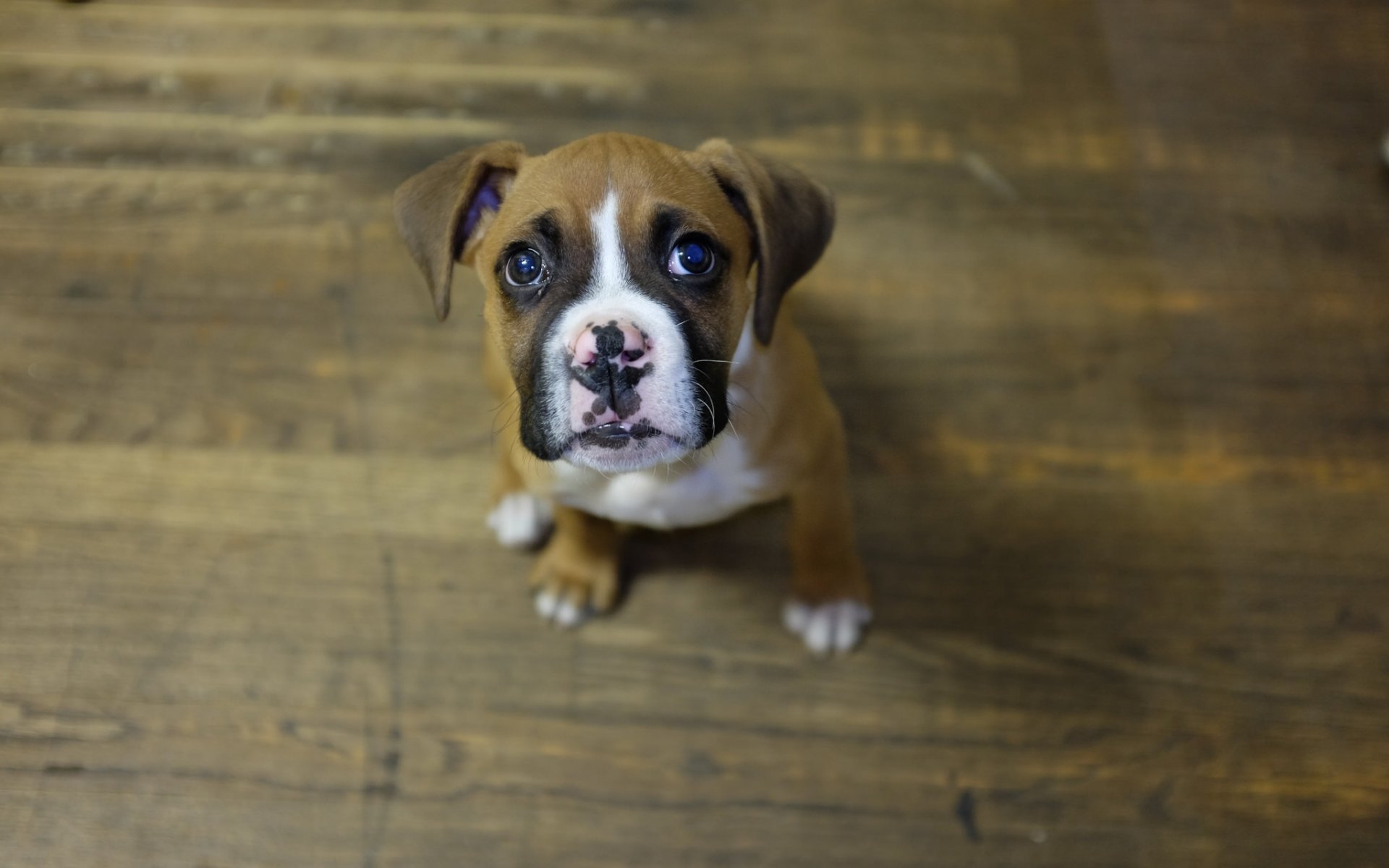 hund welpe blick
