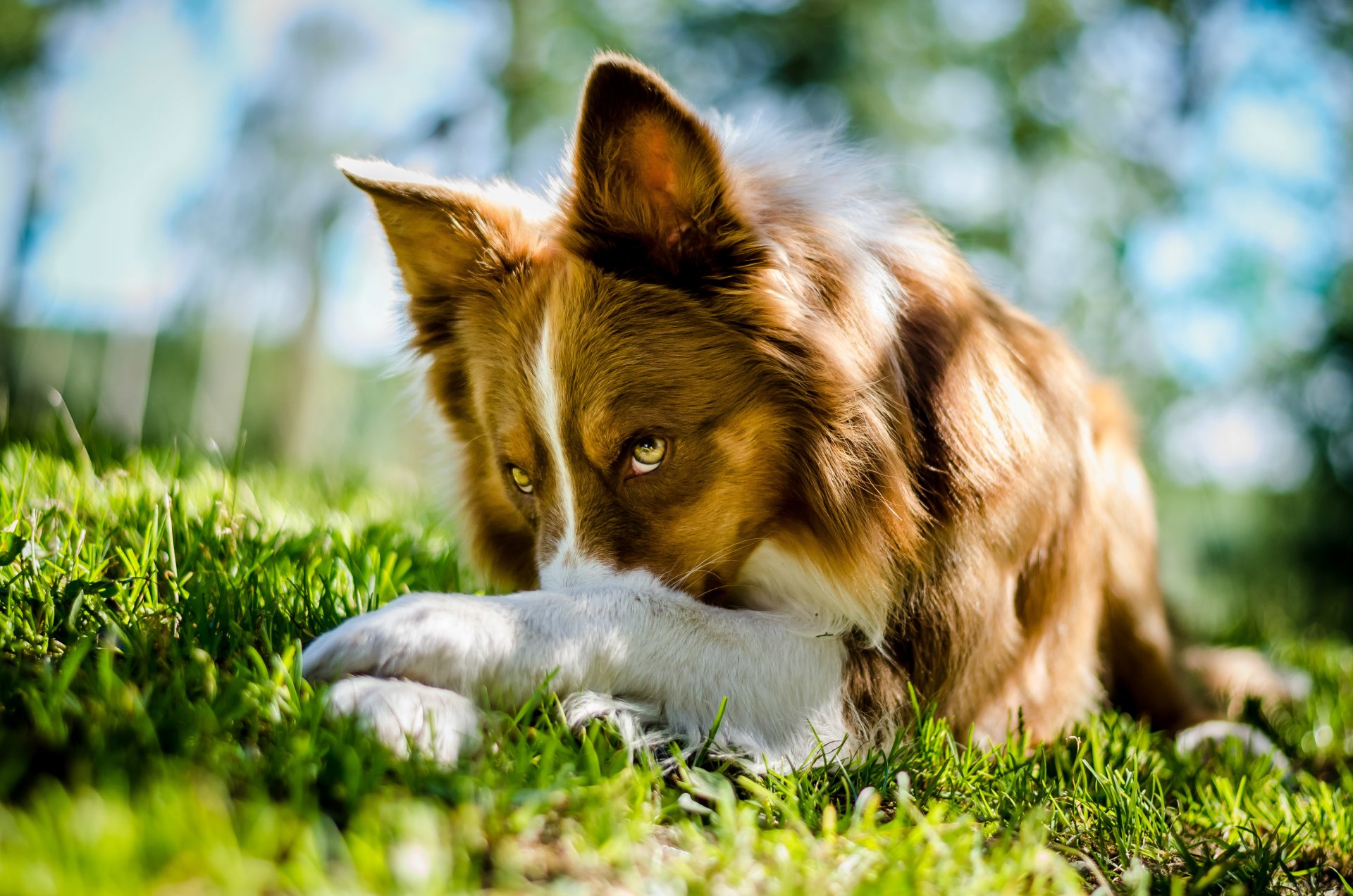 collie border collie hund liegt blick gras
