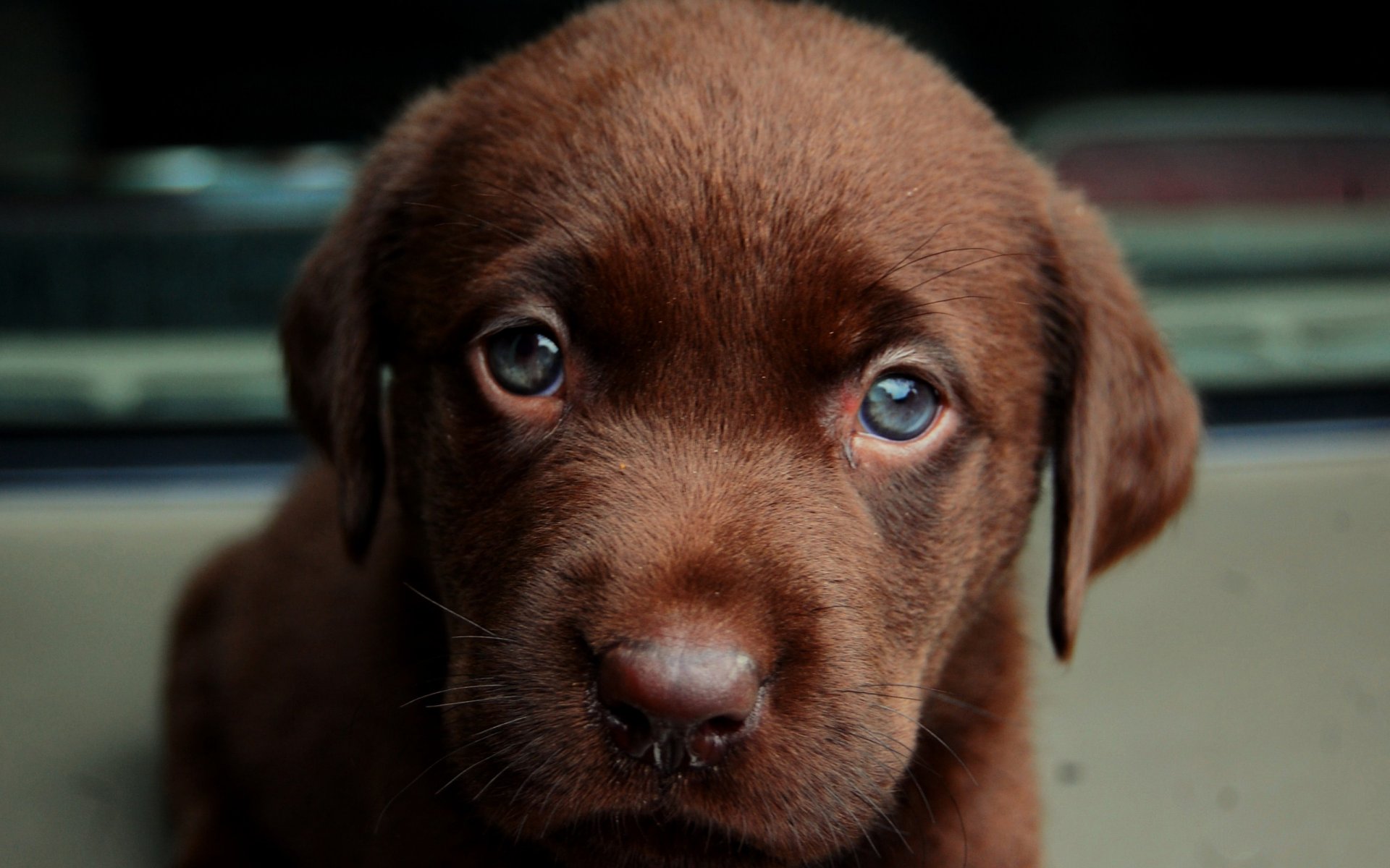 hund hund welpe