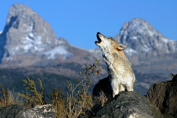 Ein Wolf, der auf einem Felsen in den Himmel heult