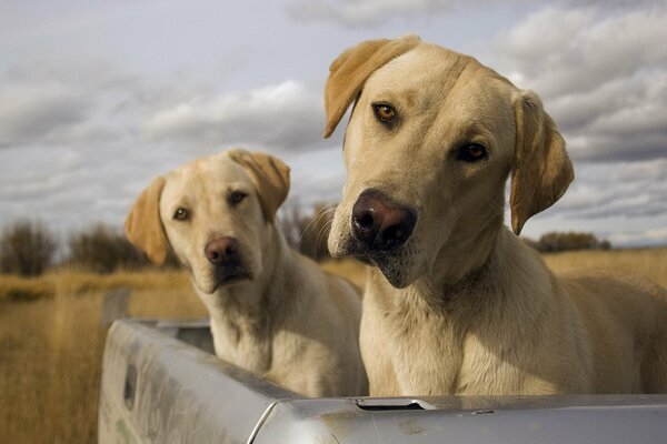 Labrador-Zwillinge im Kofferraum eines Autos