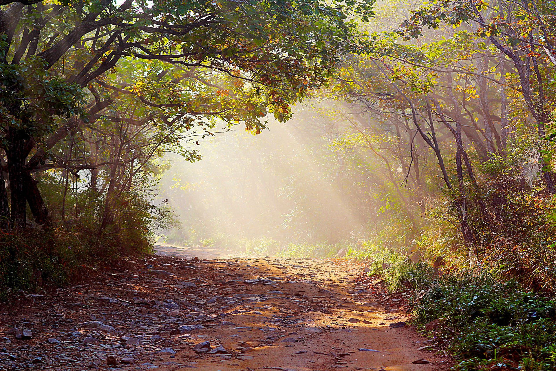 wald lichtstrahlen straße nebel natur foto