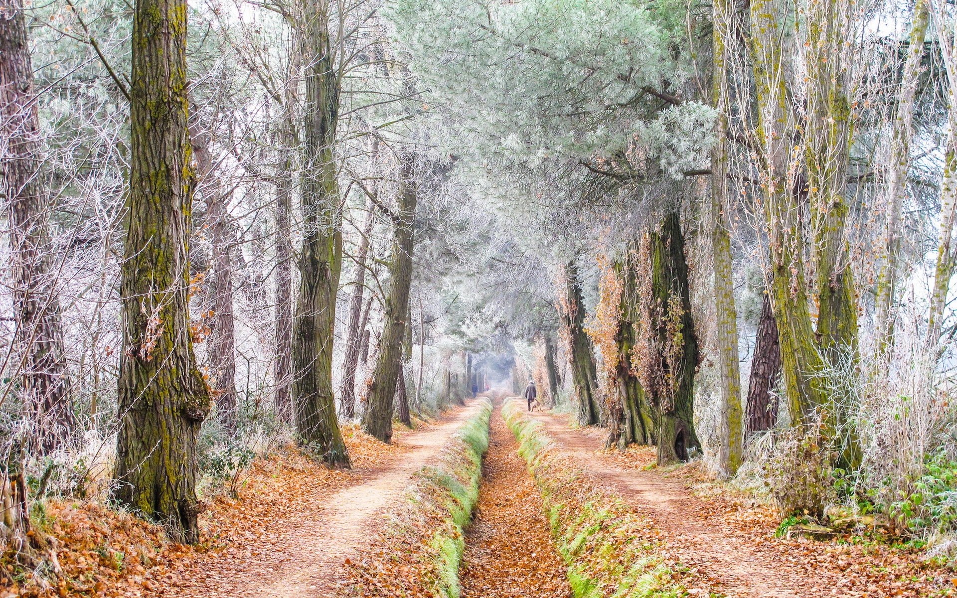 straße bäume frost