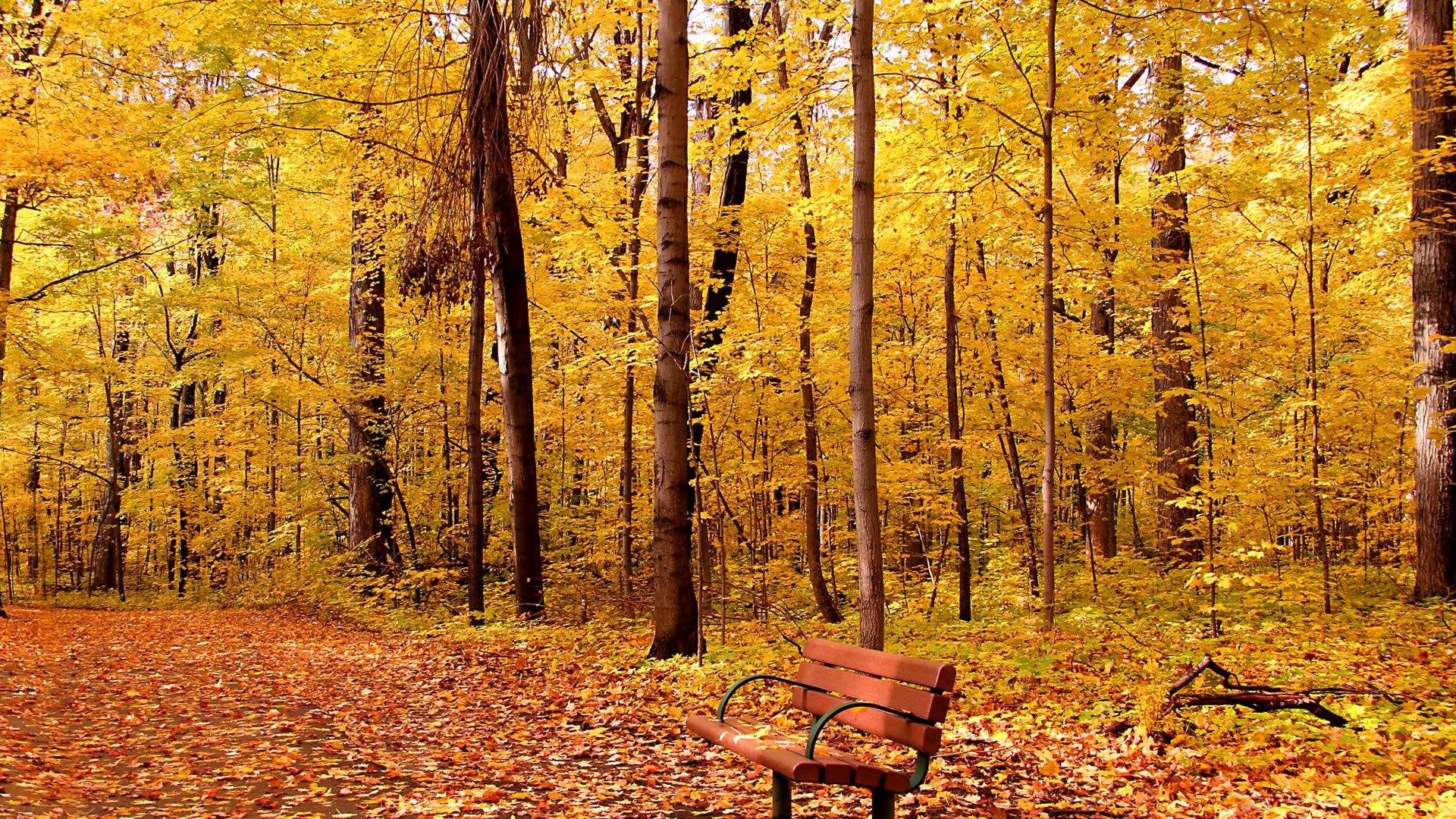 park gasse bank bäume laub herbst blätter