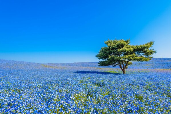 Japanisches Feld der blauen Blumen