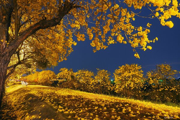 Herbstpark mit gelben Blättern