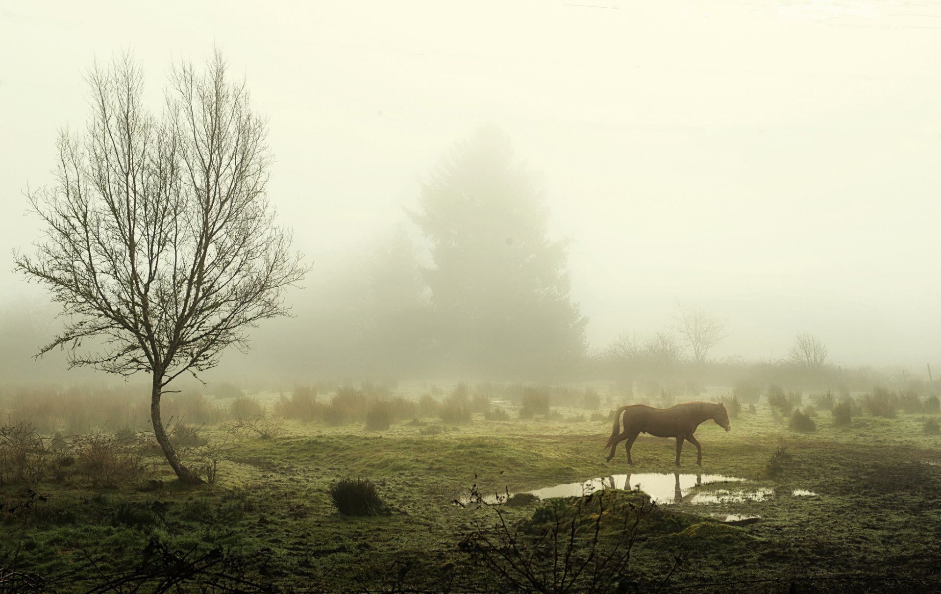 morgen nebel bäume pfütze pferd