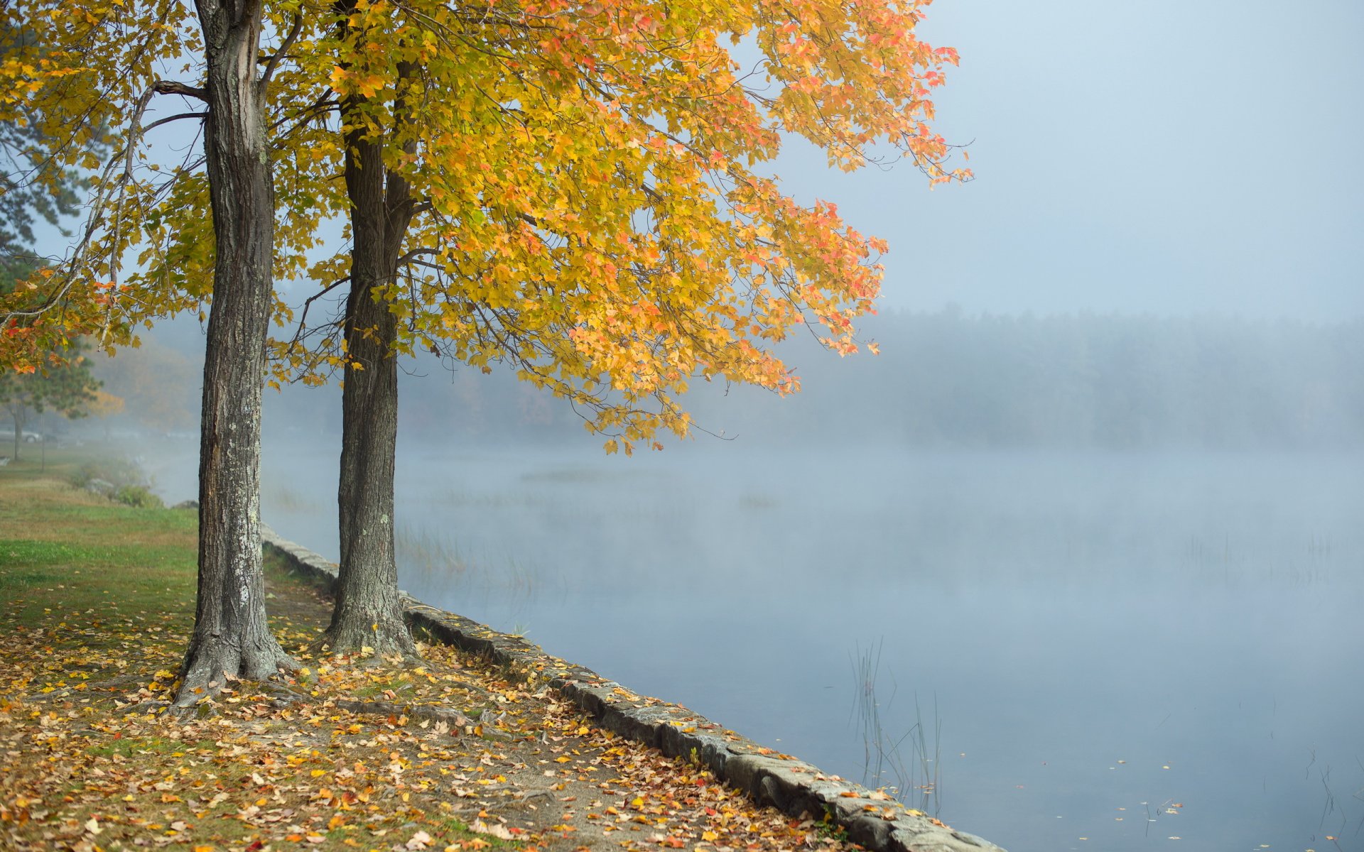 morgen see nebel baum landschaft