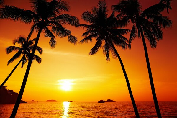 Palmen und Meer bei Sonnenuntergang Thailand