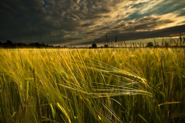 Landschaftsfeld mit Weizenähren