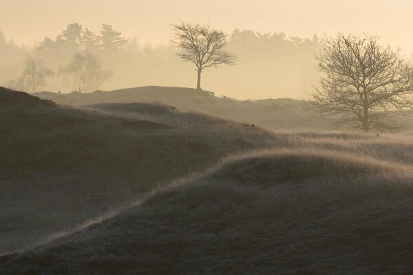 Nebliger Morgen im Wald