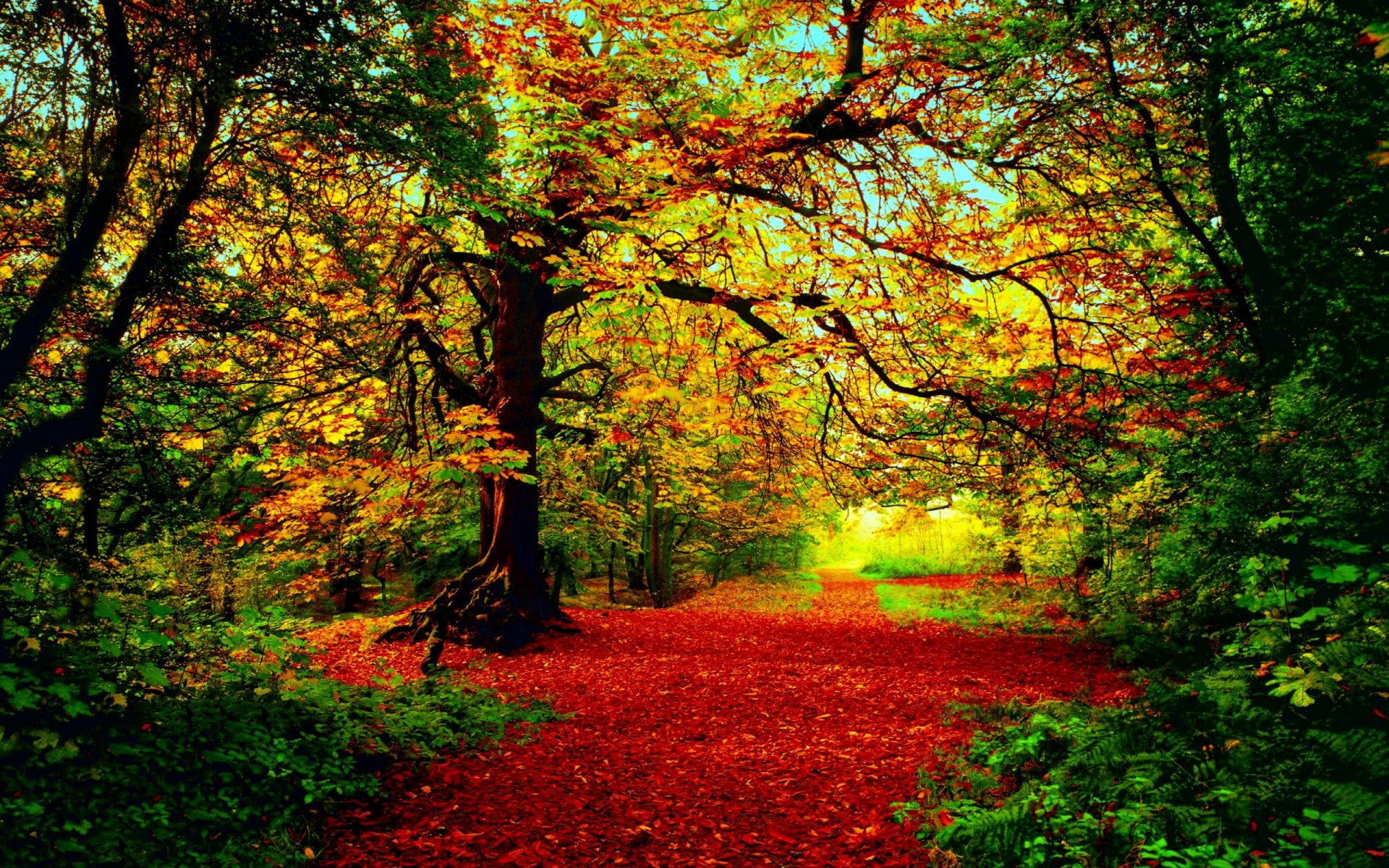herbst wald bäume rot-gelb-grünes laub sonne licht