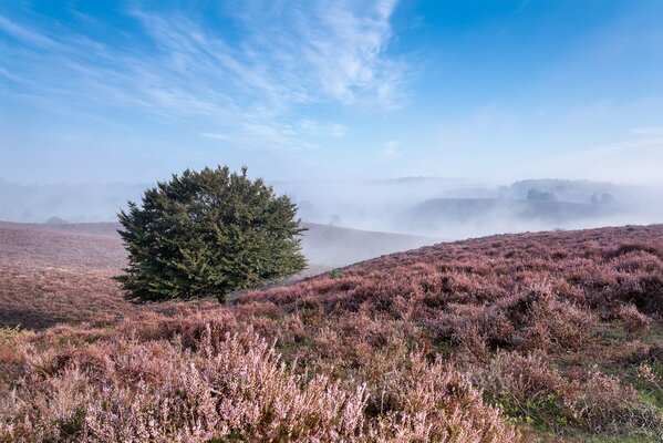 Ein einsamer Baum zwischen Hügeln und Nebel