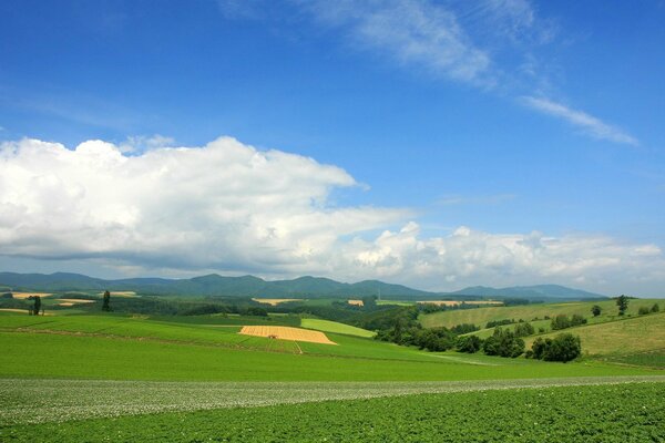 Sommerlandschaft von grünen Feldern und blauem Himmel