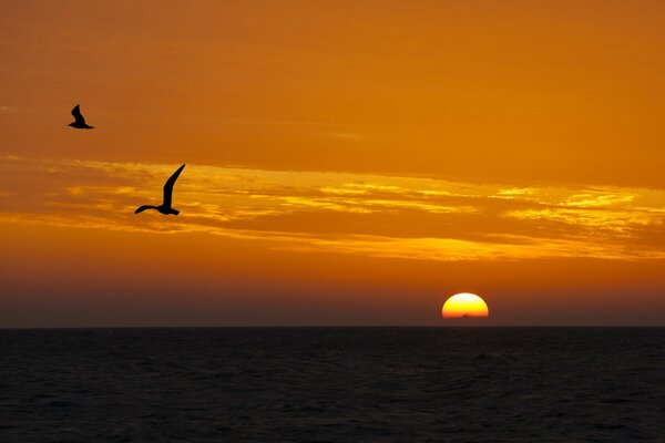 Sonnenuntergang. Sonnenaufgang. Die Natur. Vögel