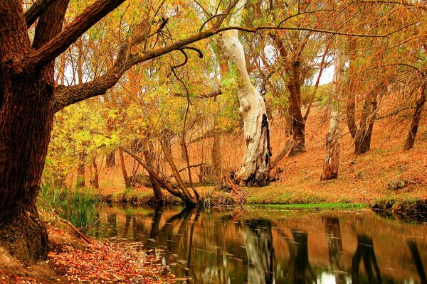 Herbstliche Natur. Bäume spiegeln sich im Fluss wider