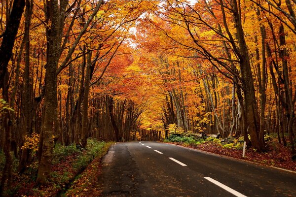 Herbstlandschaft auf dem Weg in den Wald