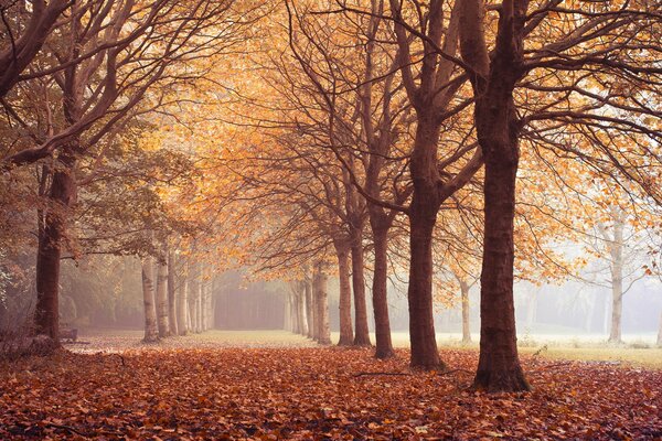 Herbstwald, gefallene Blätter