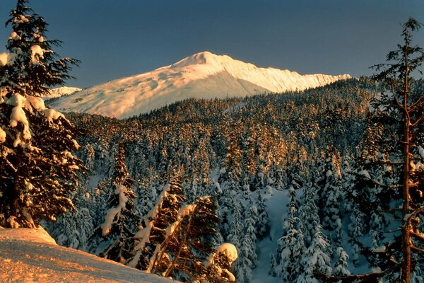 Winterlandschaft mit Wald- und Bergblick