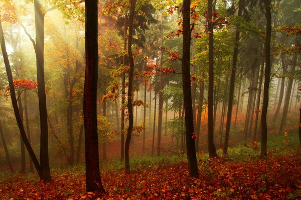 Herbstlicher Wald in seltenen Strahlen der durch das Dickicht der Sonne gehenden Sonne