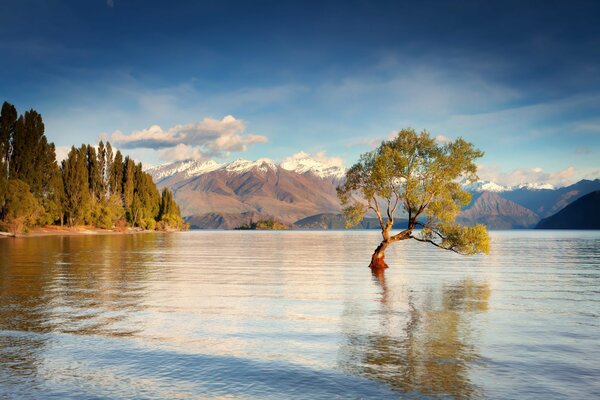 Morgenwasseroberfläche und ein Baum inmitten des Unaka-Sees in Neuseeland