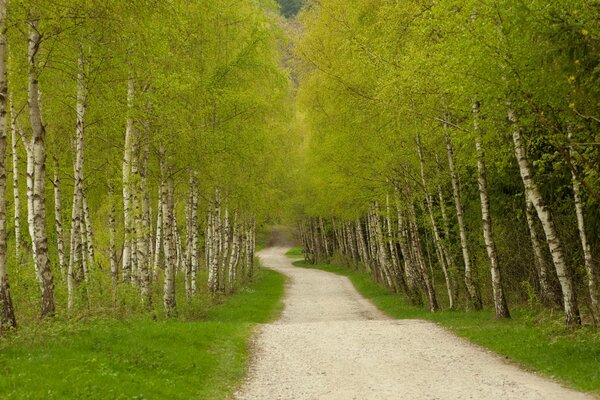 Grüne Straße inmitten eines Birkenhains