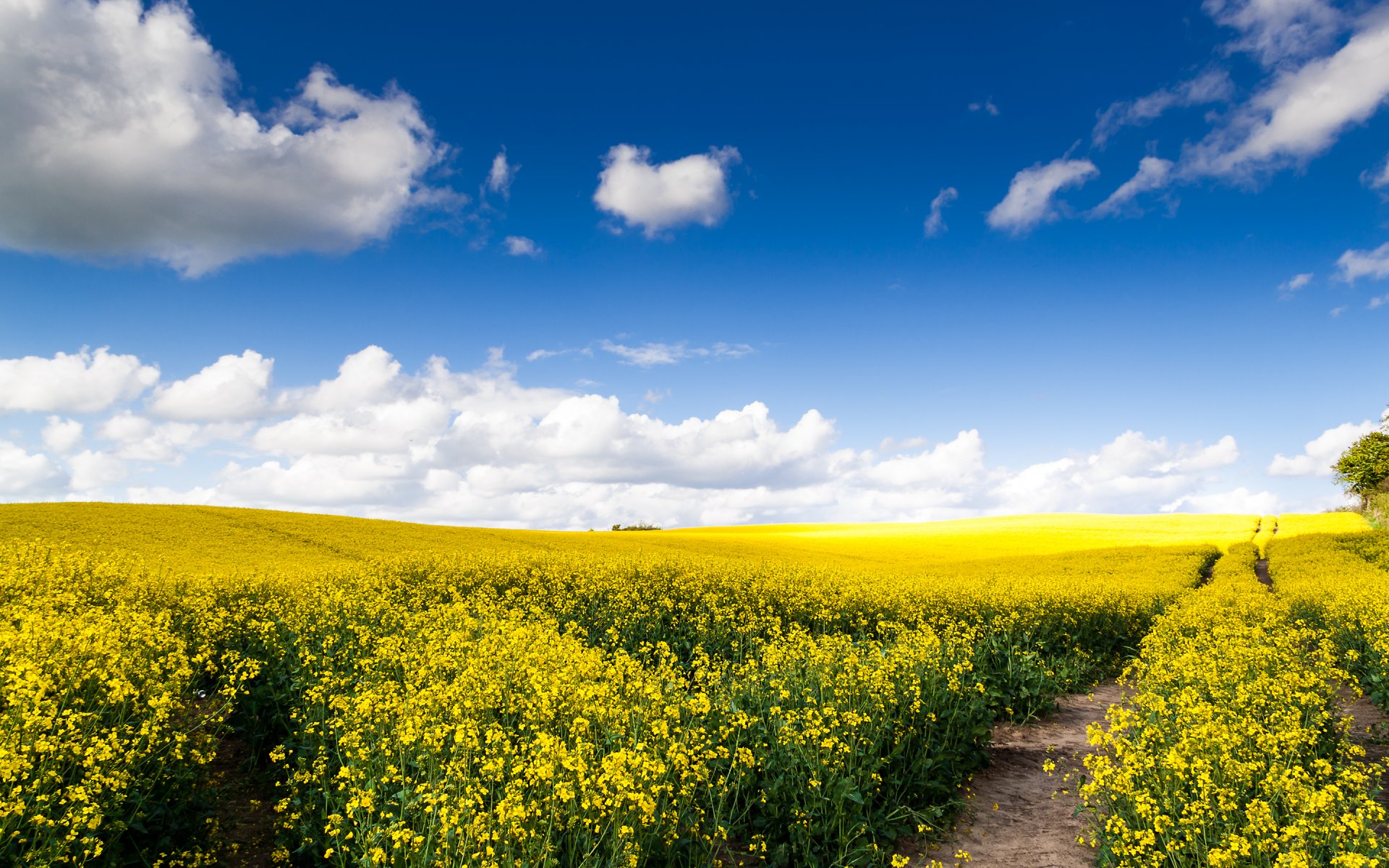 natur feld straße raps weite wolken