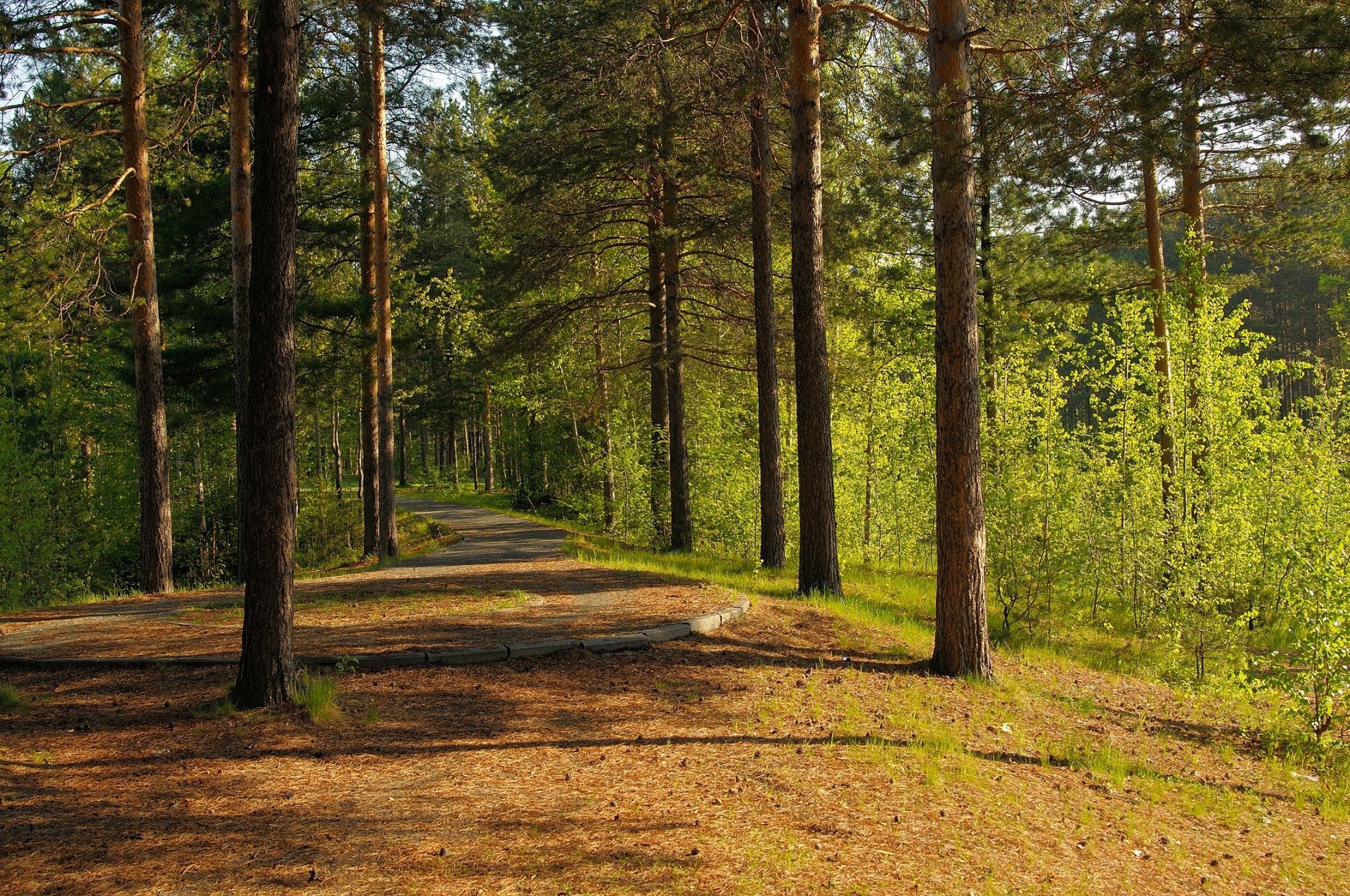 sommer wald straße