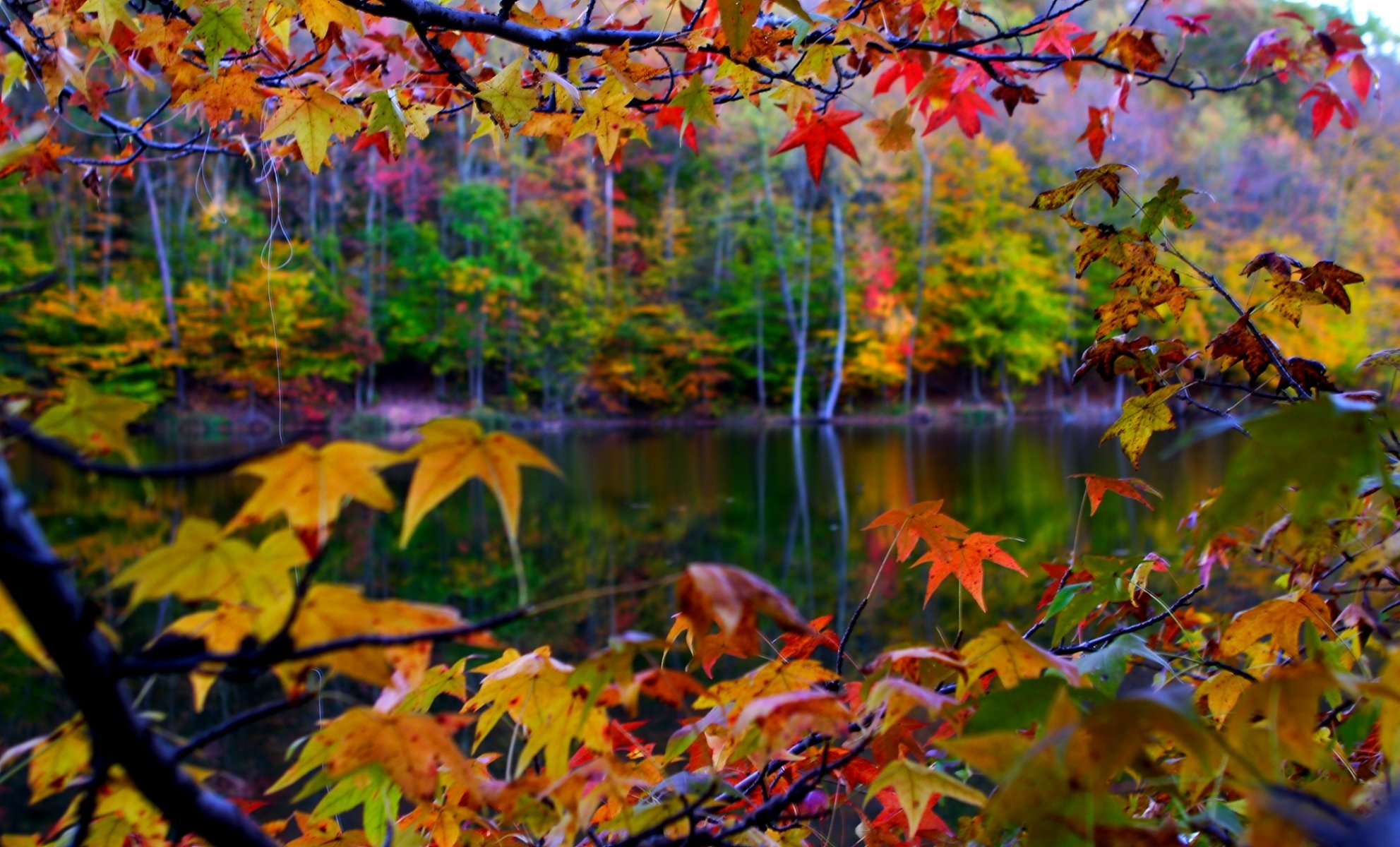 landschaft natur blätter herbst makro
