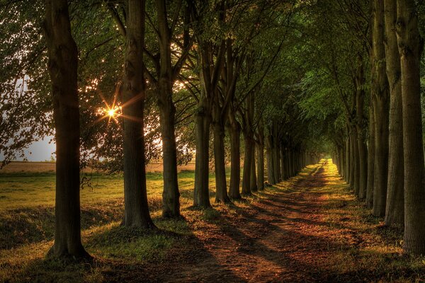 Die Straße zwischen den Bäumen ist von der Sonne beleuchtet