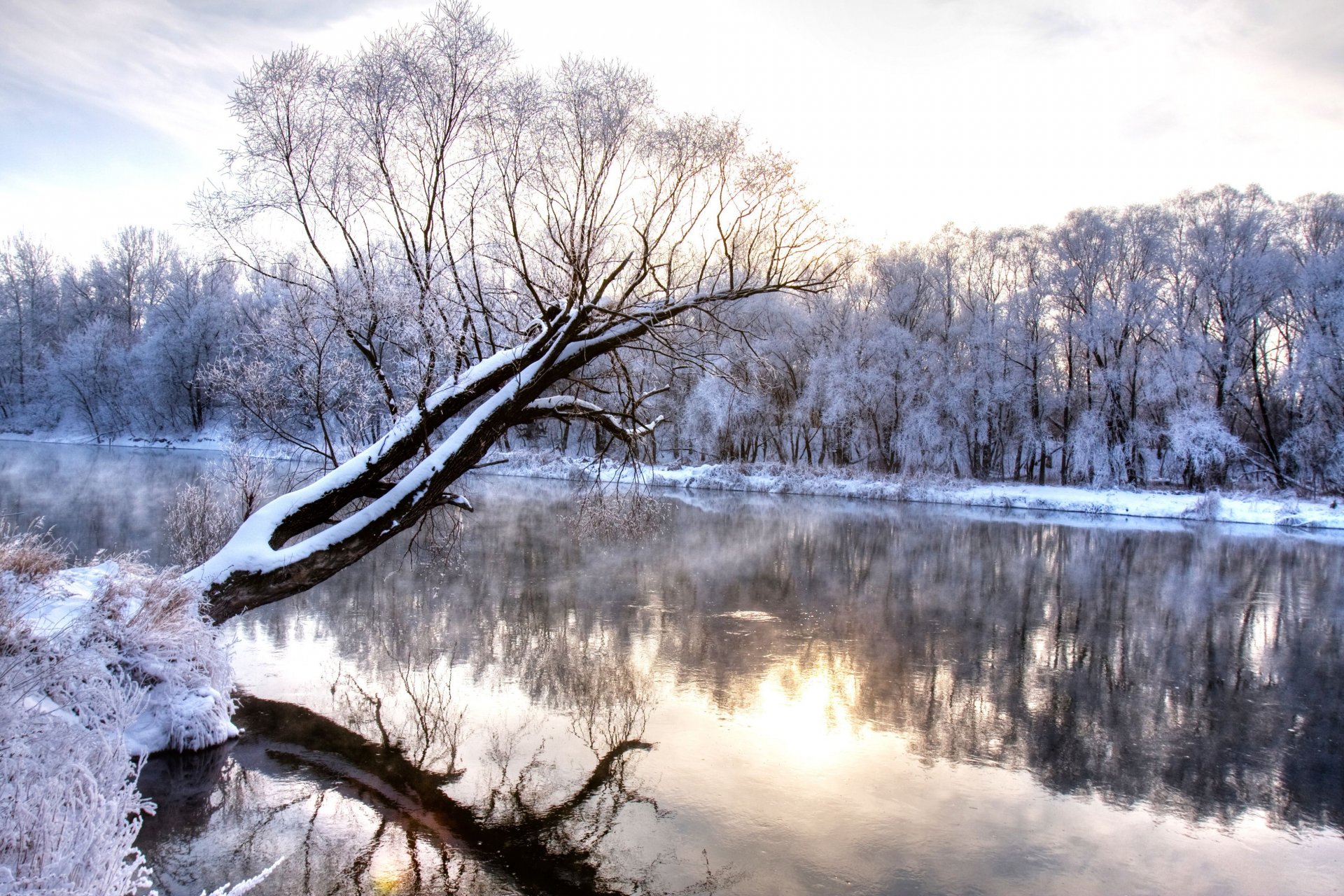 winter fluss zweig eingefroren wald naturlandschaft kalte jahreszeit wunderland winter kälte frost verschneit bäume fluss natur landschaft reflexion