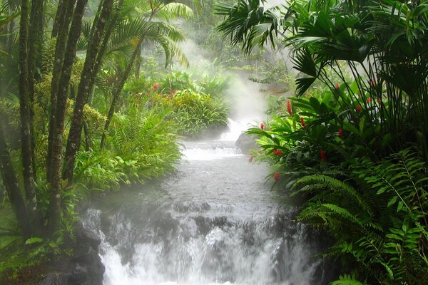 Wasserfall im Dschungel vor dem Hintergrund der Paparoten