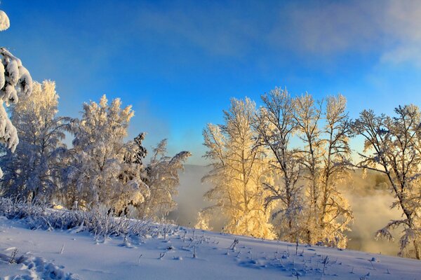 Winterlandschaft mit Büschen im Frost
