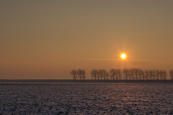 Entfernte Bäume im Feld bei Sonnenuntergang