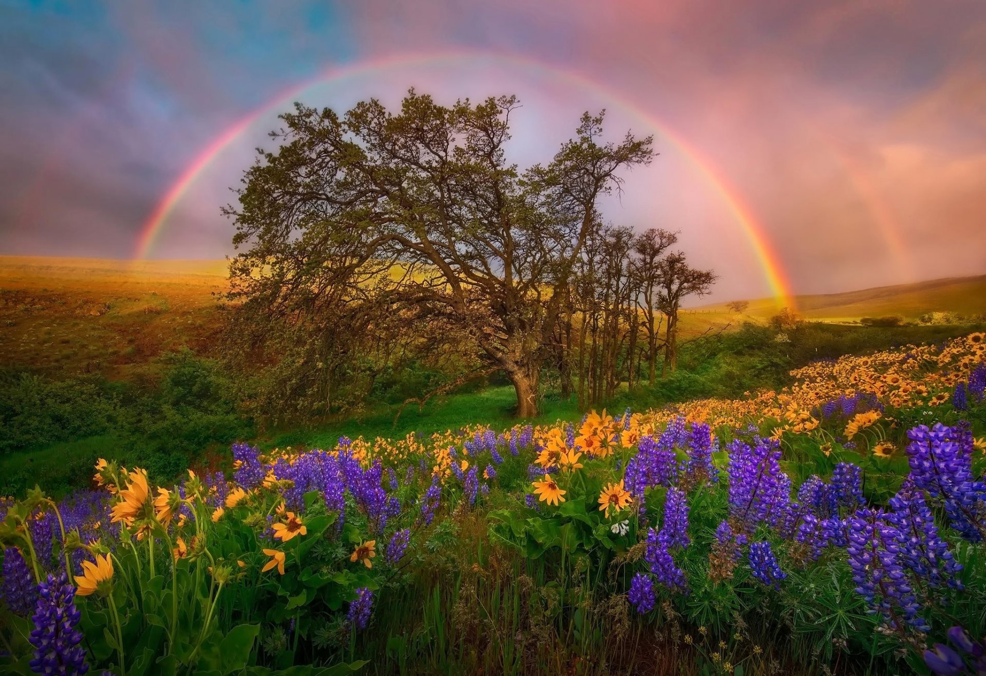 usa washington dc nationalpark blumen lupinen lichtung hügel regenbogen himmel