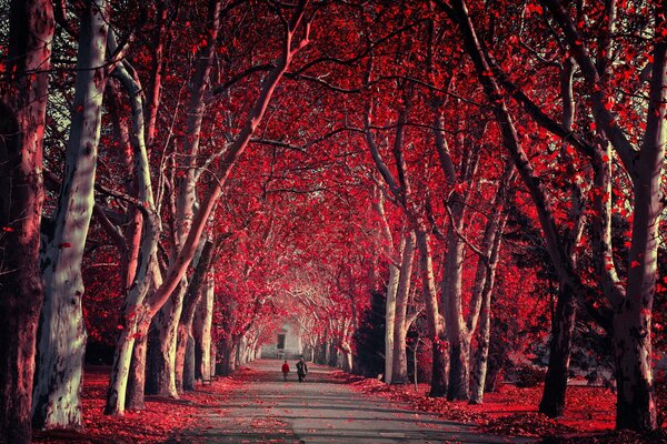 Purpurroter Herbst im Park