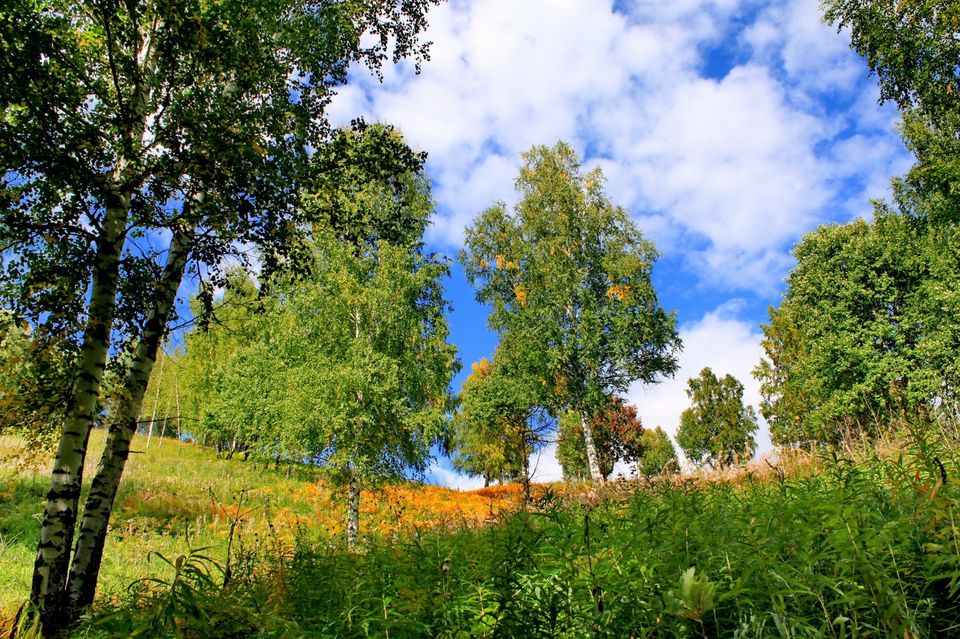 sommer chakassien bäume gras birken natur foto